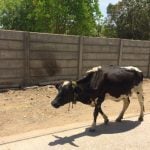 Cow in Indore