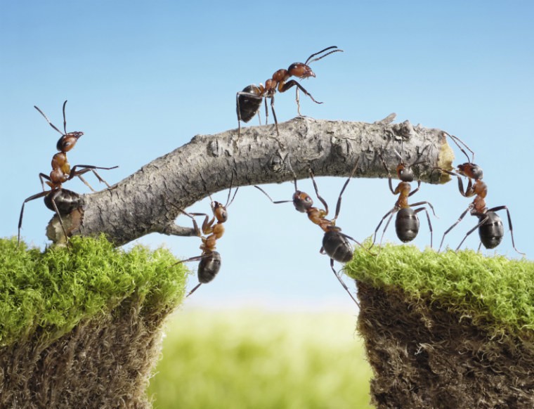 OFBiz Bug Crush Activates Ant-like Superpowers
